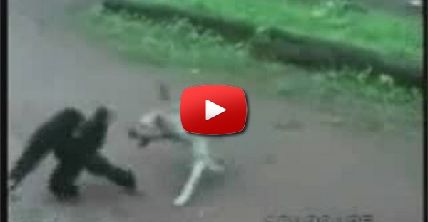 Macaco Vs Cachoro